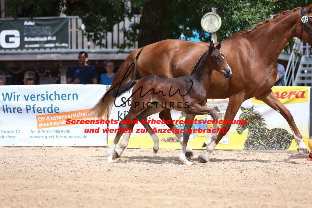 Fohlenschau_Schwäbisch_Hall_dressurbetonte_Fohlen_KN 15_4 | lmwpictures - Realisiert mit Pictrs.com