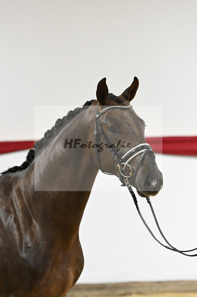 Kat-Nr. 66 v. Revolution_Reuner-Krebs_63221933 | hf-fotografie - Realisiert mit Pictrs.com