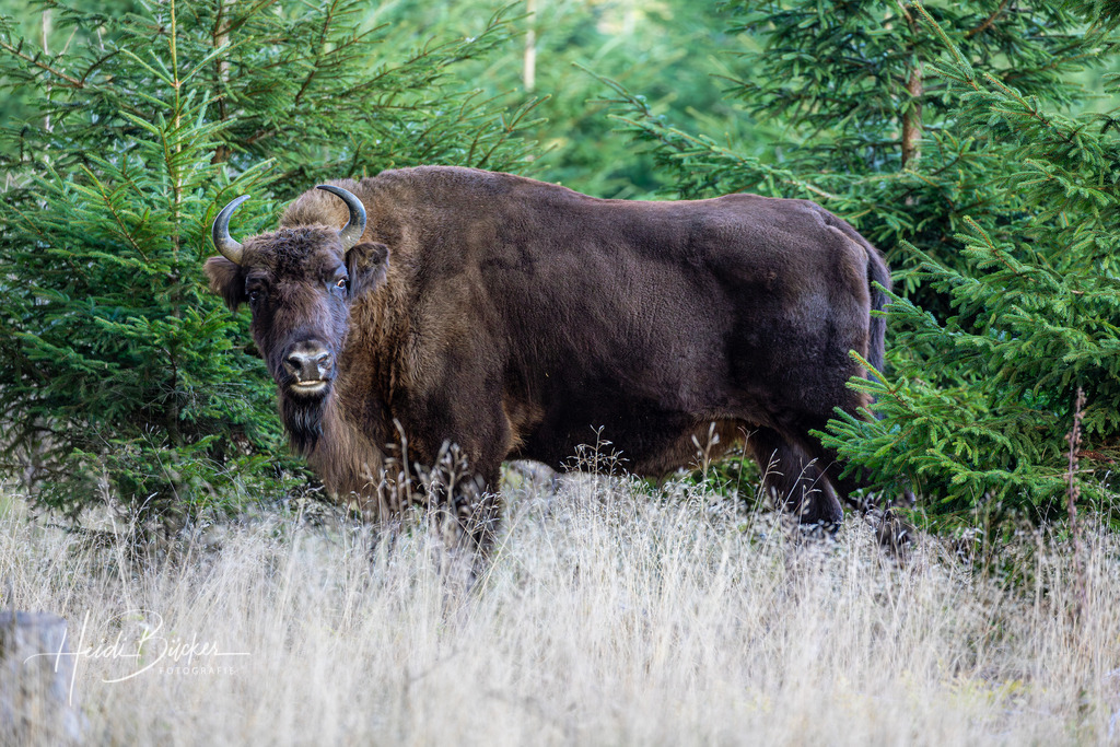 Freilebendes Wisent im Fichtenwald | Freilebendes Wisent in einem Fichtenwald bei Schmallenberg im Sauerland - Realisiert mit Pictrs.com