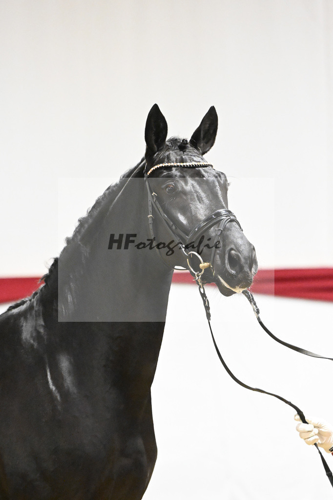 Kat-Nr. 55 v. DSP Bohemian_Casper_63221522 | hf-fotografie - Realizzato con Pictrs.com
