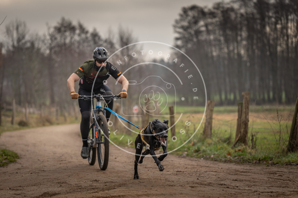 Pfotenfotografie_DV3A1699 | Hundefotografie, Tierfotograf, Pfotenfotografie, Fotoshooting Hund, Hunde Portrait, Hundesport, Hundeportraits, Heideshooting, Hunde, Sportfotograf, Hundefotograf, Turnierhundsport, THS,  - Realisiert mit Pictrs.com