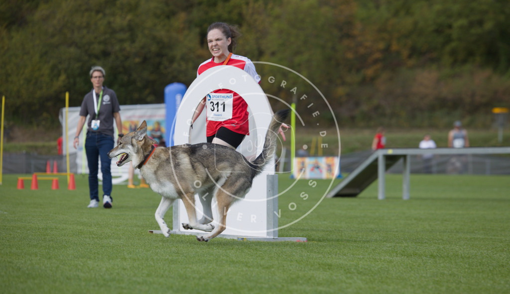 0L8A3677 | Hundefotografie, Tierfotograf, Pfotenfotografie, Fotoshooting Hund, Hunde Portrait, Hundesport, Hundeportraits, Heideshooting, Hunde, Sportfotograf, Hundefotograf, Turnierhundsport, THS,  - Realisiert mit Pictrs.com