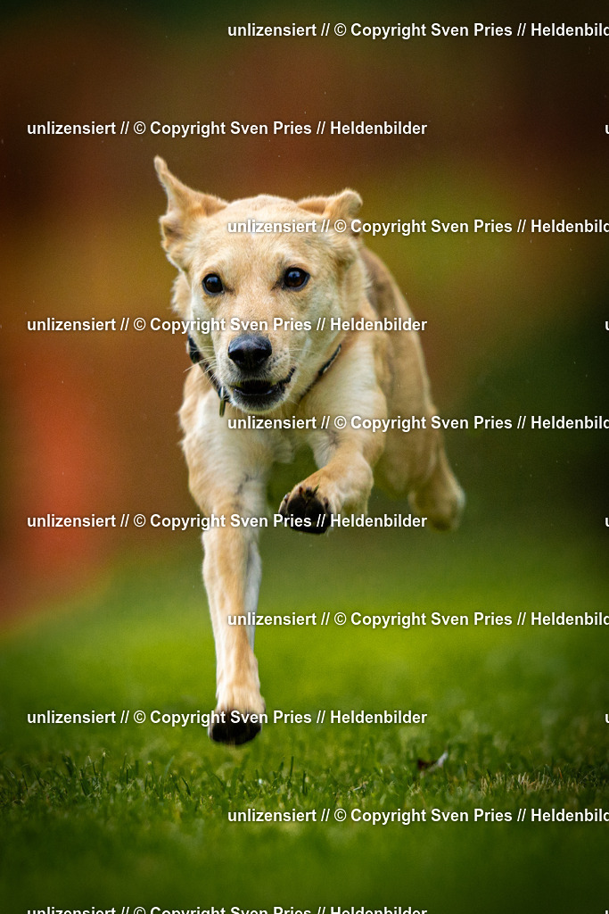 Sven Pries | 2025-09-21 - Hunderennen Baden-Oos - Realisiert mit Pictrs.com