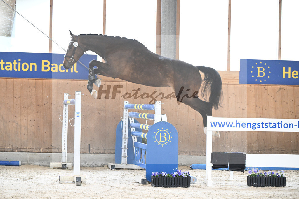 Kat-Nr. 33 Cophilos Du Niro H A B Z v. Columbus Z_Tilp_7240308 | hf-fotografie - Realisiert mit Pictrs.com