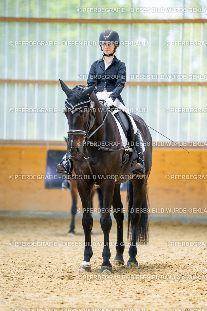 DSC09422 | Pferdegrafie