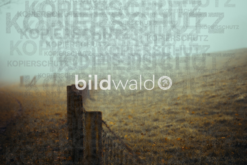 christmas tree elsfleth crazy mad thingy-4115 | BILDWALD - eine Auswahl an Bildern von Thomas Perrotton zum bestellen und genießen. Alle Bilder von Thomas Perrotton - Alle Bilder mit einer SONY Kamera gemacht - SONY TAMRON SIGMA PHOTOSHOP LIGHTROOM BILDWALD Online kaufen Bilderwald Wandbilder - Realisiert mit Pictrs.com