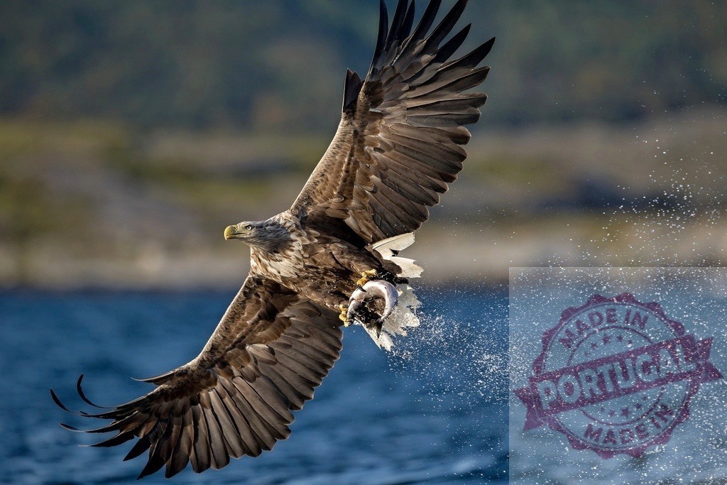 White-tailed eagle catching fish with outstretched wings | White-tailed eagle capturing prey from the water, lifting off with a fish - Realisiert mit Pictrs.com