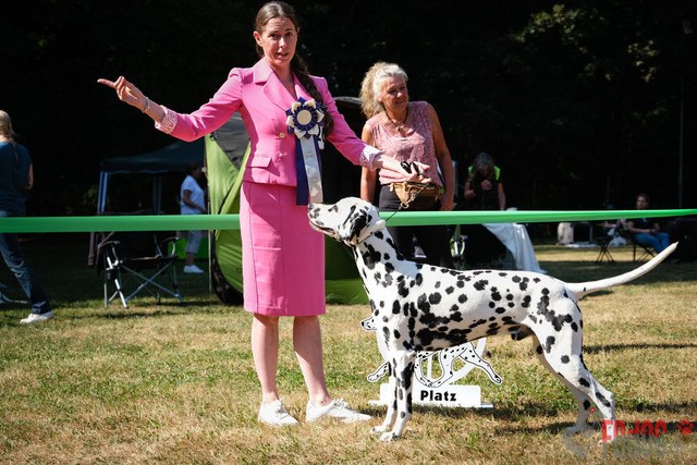 Dalmatiner DZGD CDF in Hilden | Dalmatiner, Regionalgruppenausstellung DZGD / CDF) in Hilden. Richterin Margrit Martegani.  in Hilden  04.09.2022 Foto: Leo Wyden