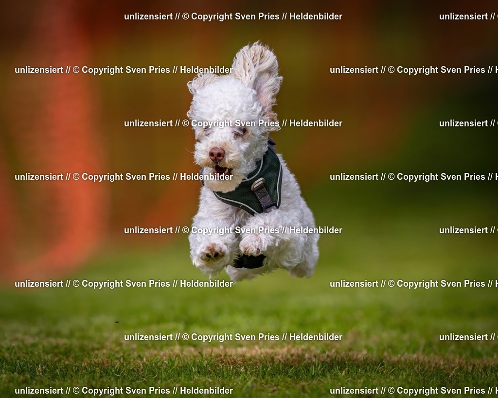 Sven Pries | 2024-09-22 - Hunderennen Baden-BadenPudelverein - Realisiert mit Pictrs.com