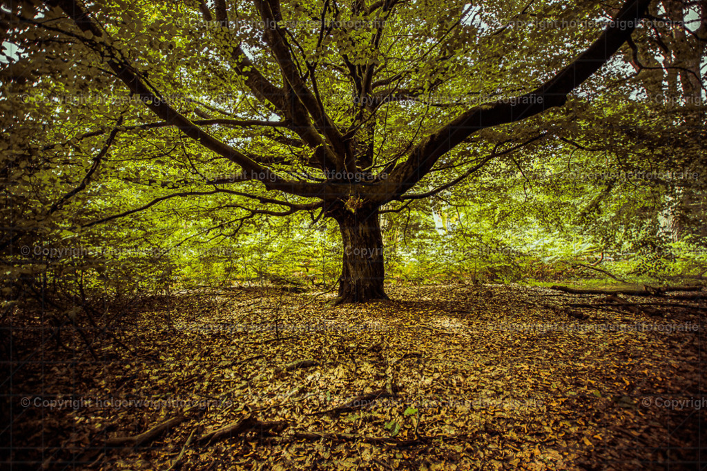 Der Weitausladende | Kaufen sie online außergewöhnliche Fotografien auf Leinwand Acrylglas Fotoprint Aludibond von holgerweigeltfotografie - Realisiert mit Pictrs.com