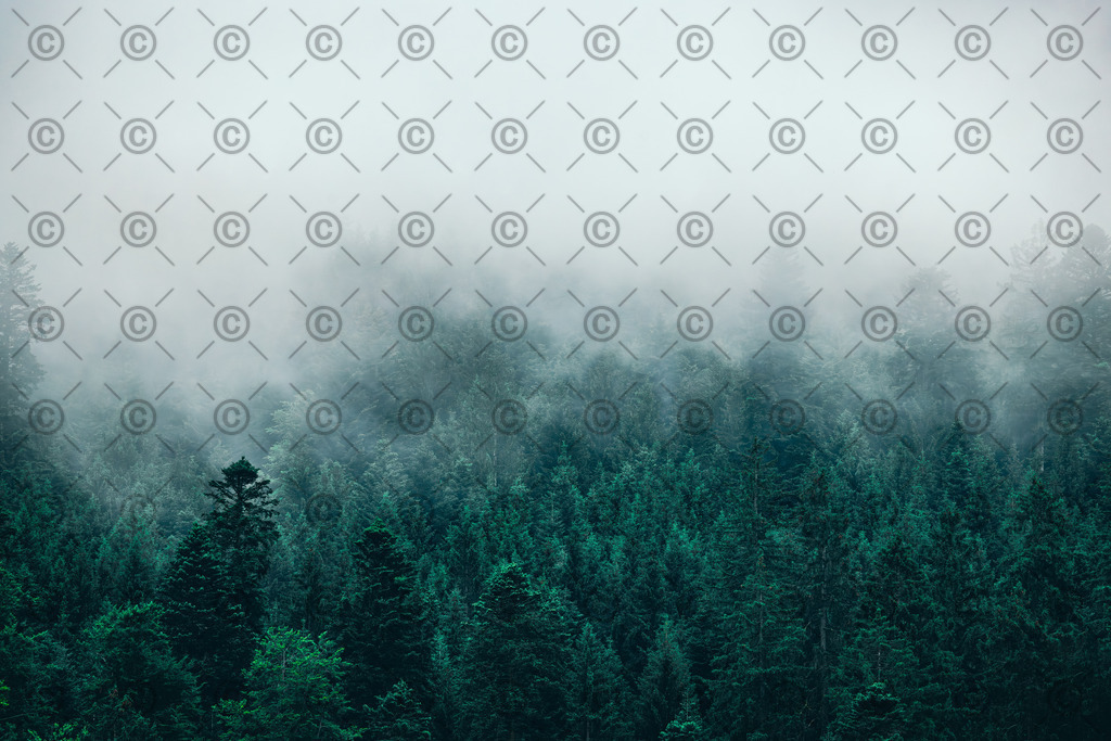 Nebeliger Wald | Ein tief mit Nebel verhangener Wald im Schwarzwald.