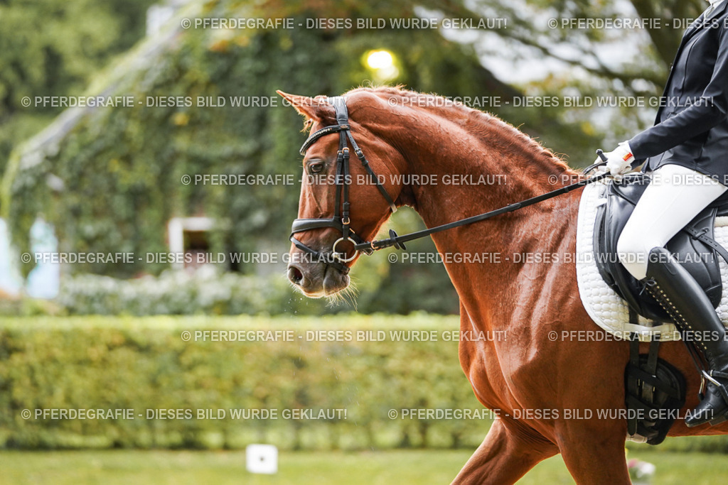 DSC07526 | Pferdegrafie