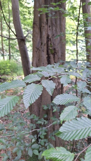 Hainbuche | Verkauf von Fotos und  Videoclips zumThema Natur.Motive sind Pflanzen, Tiere, Landschaftenund Wetter - Realisiert mit Pictrs.com