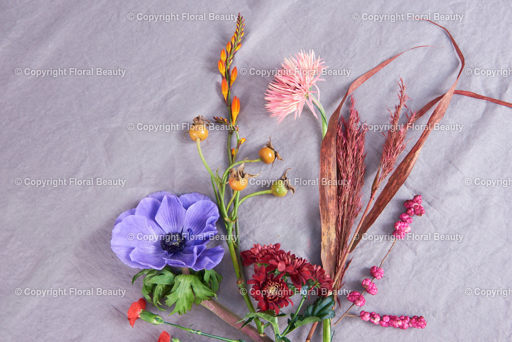 2022_11_06_Blumen_orange20678 | Onlineshop für hochwertige Wandbilder. Bei uns findet ihr selbstgestaltete Blumenmotive. Das perfekte Geschenk, als Praxisdeko oder die eigene Wohnung. Alle künstlerischen Blumenfotos sind auf Leinwand, FineArtPrint, Kunstdruck und vielem mehr zu erwerben - Realized with Pictrs.com