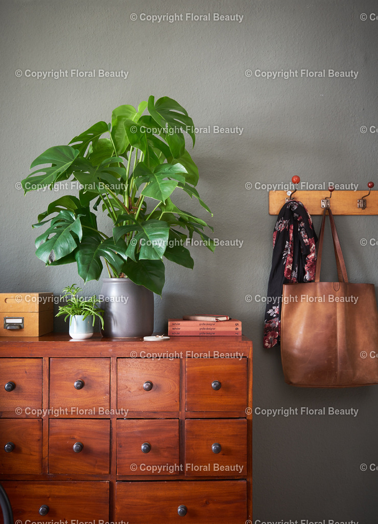Monstera_01 | Onlineshop für hochwertige Wandbilder. Bei uns findet ihr selbstgestaltete Blumenmotive. Das perfekte Geschenk, als Praxisdeko oder die eigene Wohnung. Alle künstlerischen Blumenfotos sind auf Leinwand, FineArtPrint, Kunstdruck und vielem mehr zu erwerben - Realized with Pictrs.com