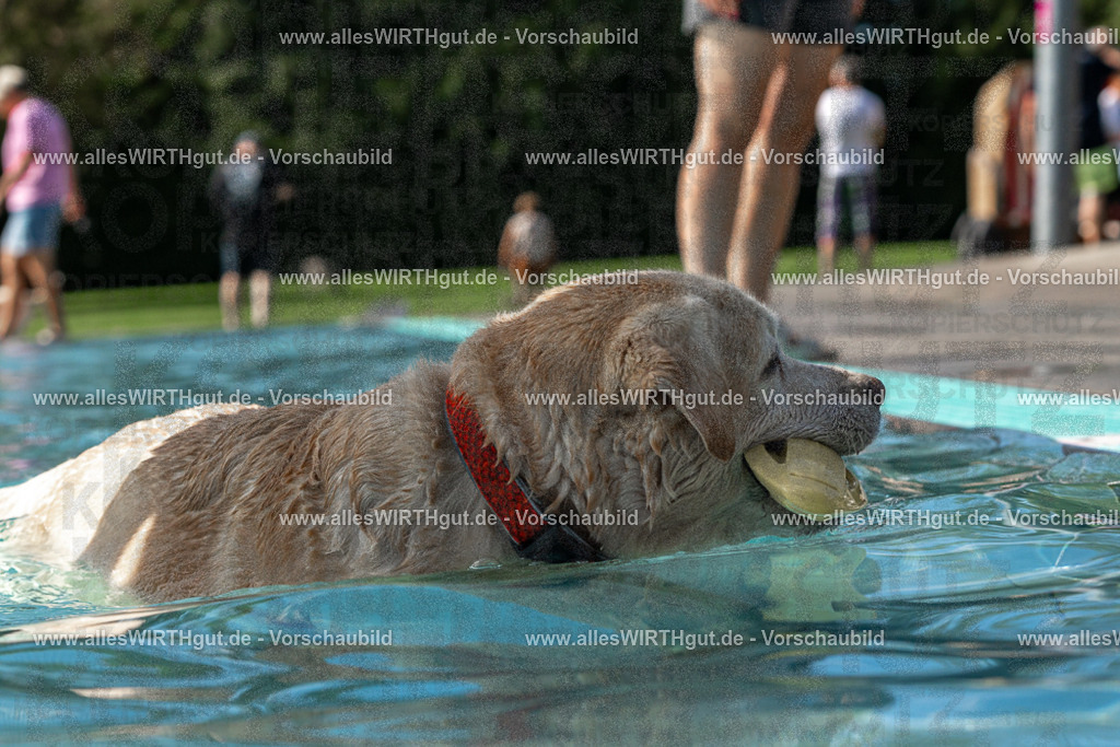 Hundeschwimmen_Volksbad_2026-allesWIRTHgut_Tierfotografie-2609061532-FAY07264 | Professionelle Tierfotografie in Mönchengladbach von Daniel Wirth (allesWIRTHgut). Liebevolle & natürliche Bilder von Hunden & Katzen für unvergessliche Erinnerungen.