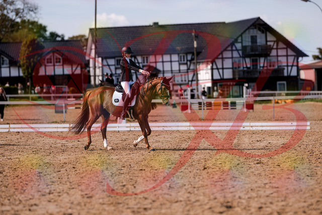 2026_10_03_Siefer-Hof_133152_Z81_87000841 | Professionelle Reitsport-, Turnier- und Eventfotografie von Robert Broda. Galerien mit ausgewählten und bearbeiteten Bildern direkt online ansehen und bestellen.