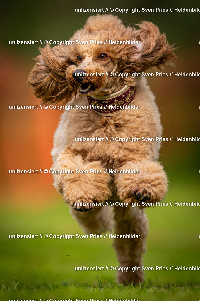 Sven Pries | 2024-09-22 - Hunderennen Baden-BadenPudelverein - Realisiert mit Pictrs.com