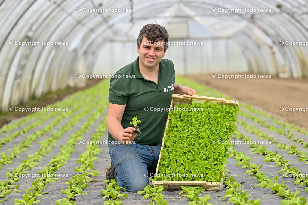 Biohof Berner_ Pupping_ 28.02.2023-20 | 28.02.2023, Pupping, AUT, Biohof Berner, im Bild André Berner (Biobauer) mit Lollobionda (Salat)