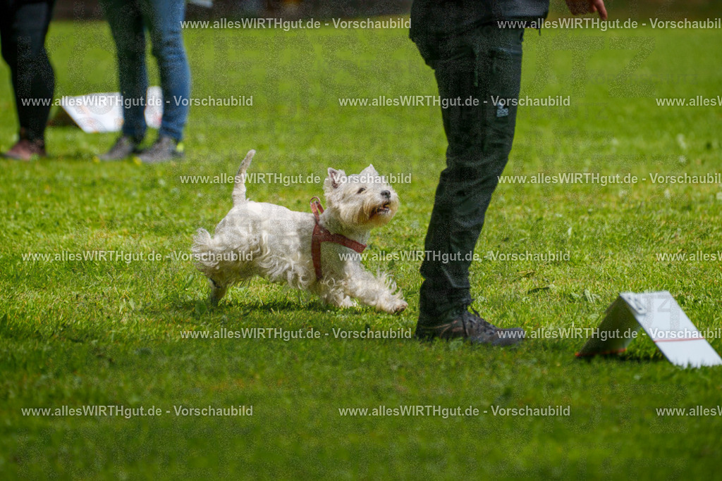 @allesWIRTHgut_Tierfotografie - www.allesWIRTHgut.de - 7R503872 | Professionelle Tierfotografie in Mönchengladbach von Daniel Wirth (allesWIRTHgut). Liebevolle & natürliche Bilder von Hunden & Katzen für unvergessliche Erinnerungen.