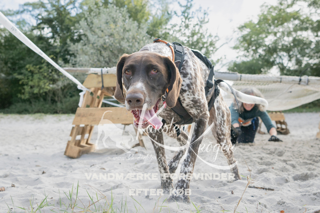 1338_ZZ98044 | kk-dogfotos