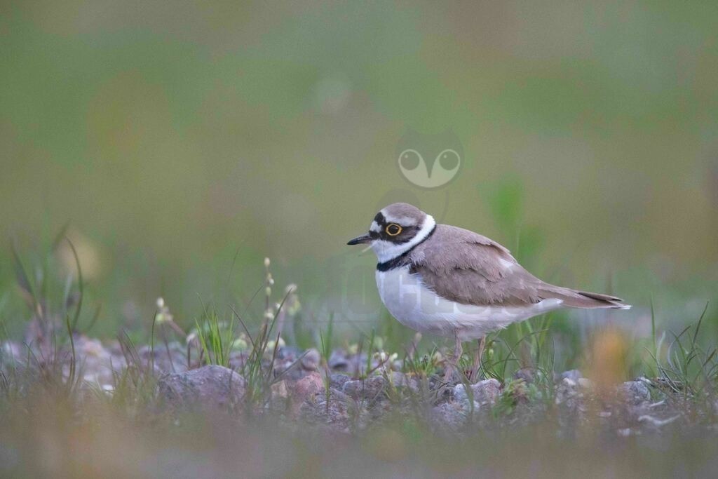 20170502063333 | Der Flussregenpfeifer (Charadrius dubius) ist eine Vogelart aus der Familie der Regenpfeifer (Charadriidae). In Mitteleuropa ist der Flussregenpfeifer ein verbreiteter, aber wenig häufiger Brut- und Sommervogel. Während der Zugzeiten ist er verhältnismäßig häufig als Durchzügler und Rastvogel zu beobachten. - Realisiert mit Pictrs.com