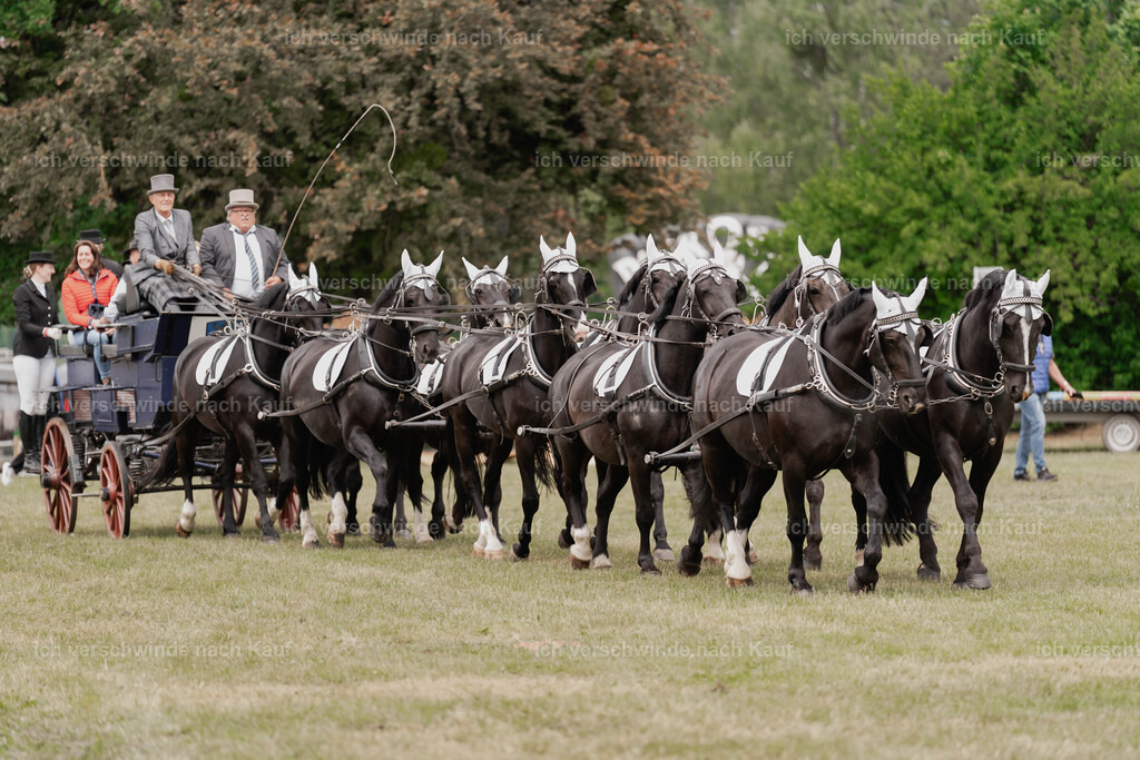 Showprogramm-129 | working equitationturnier fotograf videograf stoibphotography marixx film working equitation deutschland reitsport turnierfotografie eventfotografie equestrian events