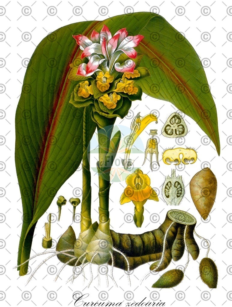 HistAbb_wfo-0000630884_1_ENZY_Simple | Historische Abbildung von Curcuma zedoaria - Zingiberaceae (Zitwer) | Historical Illustration of Curcuma zedoaria - Zingiberaceae