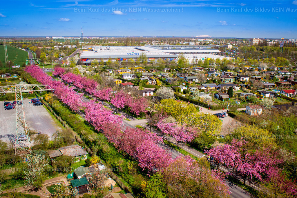 Florapark-5444 | Florapark 3 und Holzweg Kirschblüten - Realisiert mit Pictrs.com