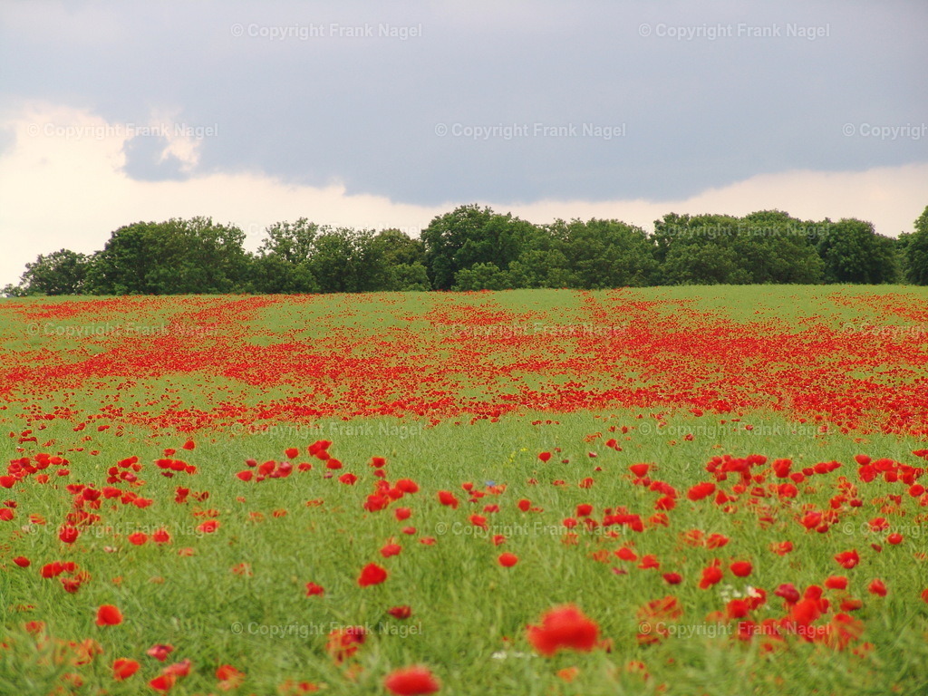 Mohnblumenfelder | Mohnblumenfelder sind auf der Insel Rügen sehr typisch und ein beliebtes Fotomotiv  - Realisiert mit Pictrs.com