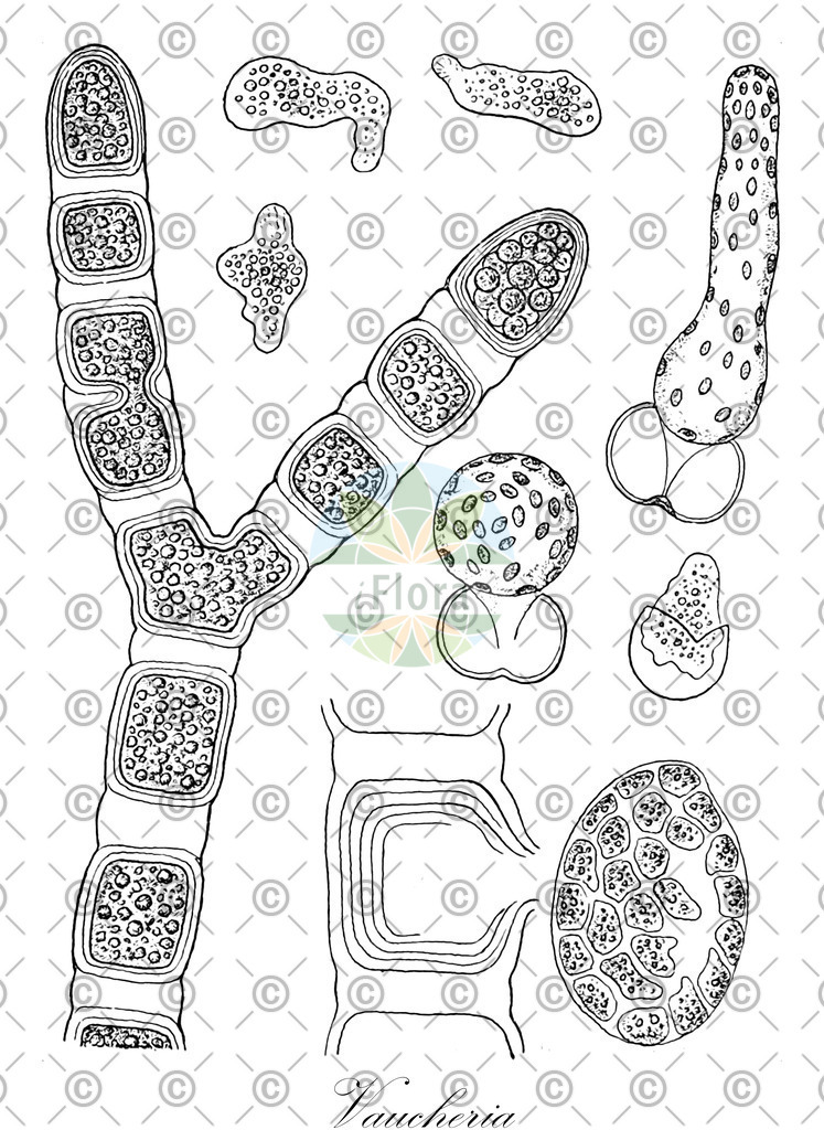 HistAbb_wfo-0000331606_1_ENZY_Simple | Historische Abbildung von Vaucheria - Vaucheriaceae (0) | Historical Illustration of Vaucheria - Vaucheriaceae (0)