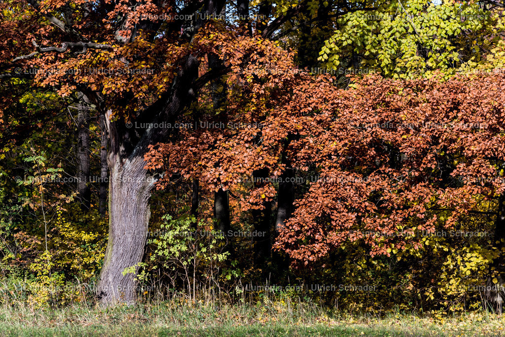 10049-4555 - Landschaftspark Degenershausen | Stockfoto und Bilderpool mit Bildmaterial aus Deutschland, dem Harz, Halberstadt, Quedlinburg, Wernigerode und weltweit. Qualitativ hochwertige und professionelle Fotos anschauen und kaufen. - Realisiert mit Pictrs.com