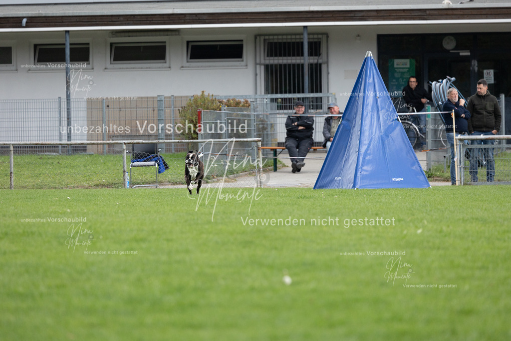 _16A7086 | Einzigartige Fotos von Hunden & Menschen –Actionfotos, Portraits, Vereinsaufnahmen & Paarshootings – authentisch, lebendig & mit Herz.