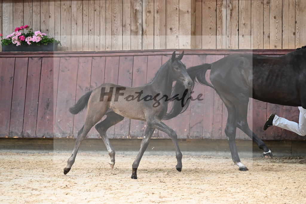 Kat-Nr. 21 HF Va Pensiero_Albert_26230288 | hf-fotografie - Realizzato con Pictrs.com