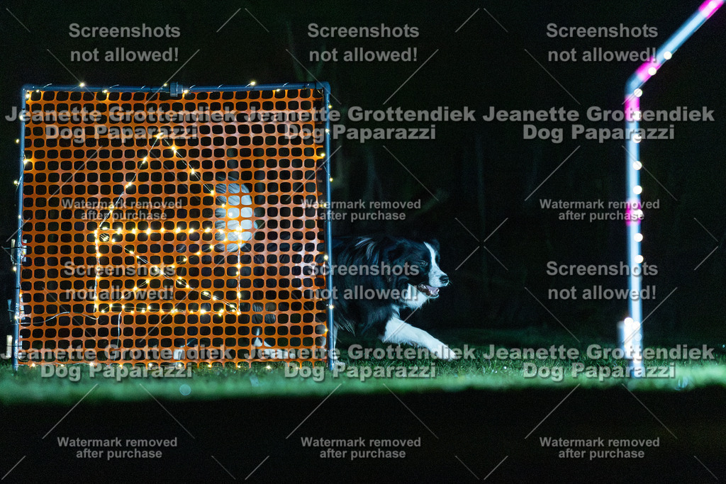 Dog Paparazzi - Hoopers  2025-2 | Dog Paparazzi Jeanette Grottendiek Fotografie & Videografie