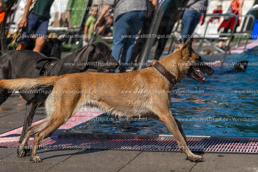 Hundeschwimmen_Volksbad_2026-allesWIRTHgut_Tierfotografie-2609061123-FAY06220 | Professionelle Tierfotografie in Mönchengladbach von Daniel Wirth (allesWIRTHgut). Liebevolle & natürliche Bilder von Hunden & Katzen für unvergessliche Erinnerungen.