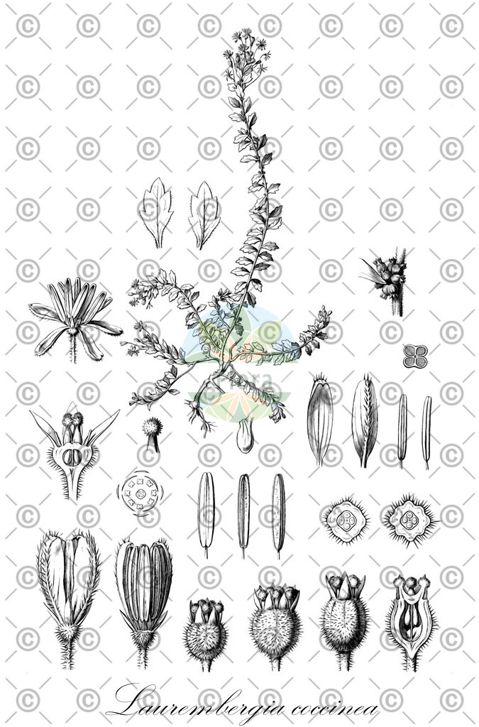 HistAbb_5BGD_2_ENZY_Simple | Historische Abbildung von Laurembergia coccinea - Haloragaceae | Historical Illustration of Laurembergia coccinea - Haloragaceae