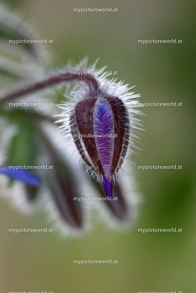 Borretsch-012 | Das Bilderarchiv über Tiere, Planzen und Landschaften. In der Bilddatenbank finden Sie ein große Auswahl an hochwertigen Bilder für Ihre Werbung - Realisiert mit Pictrs.com