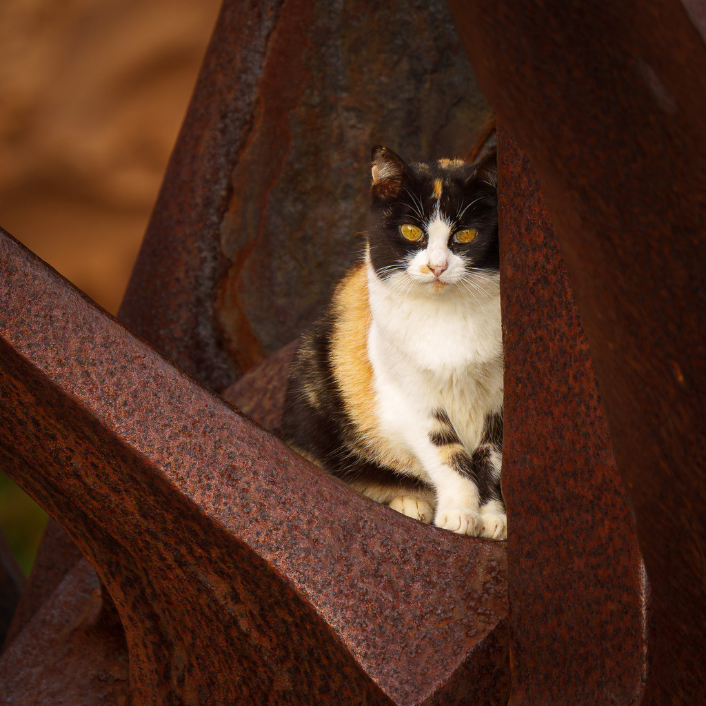 allesWIRTHgut Tierfotografie - 7IV08514 | Professionelle Tierfotografie in Mönchengladbach von Daniel Wirth (allesWIRTHgut). Liebevolle & natürliche Bilder von Hunden & Katzen für unvergessliche Erinnerungen.