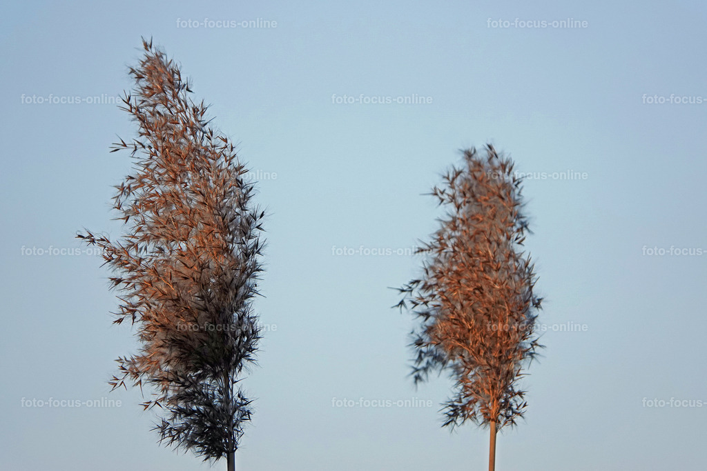 Smiling Lake_11 | Reeds in the light wind