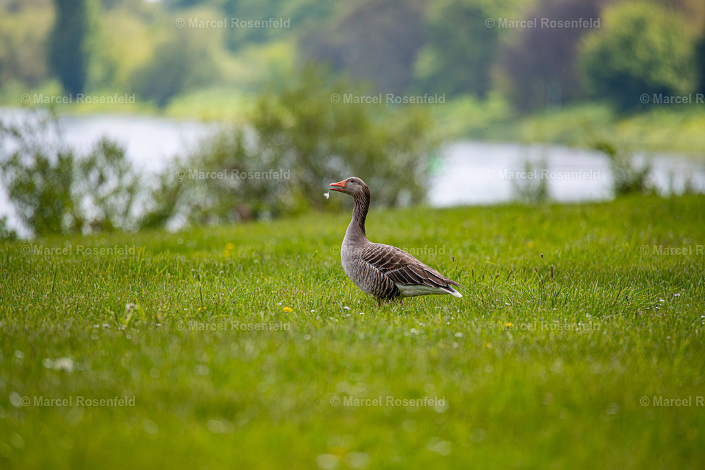 _DSC0412-Verbessert-RR | foto-rosenfeld