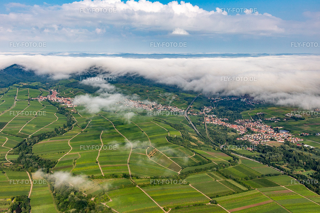 Weinberge am Rande des von Wolken verhangenen Pflälzerwalds zwischen Arzheim, Birkweiler und Ranschbach | Luftbild: Weinberge am Rande des von Wolken verhangenen Pflälzerwalds zwischen Arzheim, Birkweiler und Ranschbach in Ranschbach im Bundesland Rheinland-Pfalz in Deutschland. Foto: IMG_142981.jpg vom 03.08.2024 durch ©2025 Werner Riehm fly-foto.de/copyright - Realisiert mit Pictrs.com