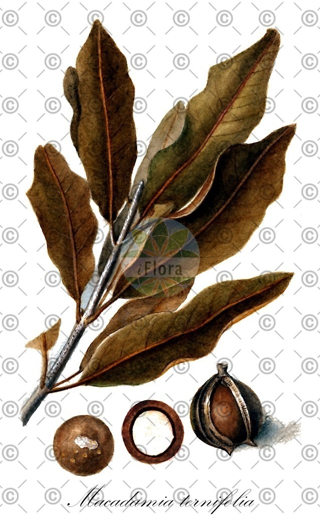 HistAbb_wfo-0001079447_1_ENZY_Simple | Historische Abbildung von Macadamia ternifolia - Proteaceae | Historical Illustration of Macadamia ternifolia - Proteaceae