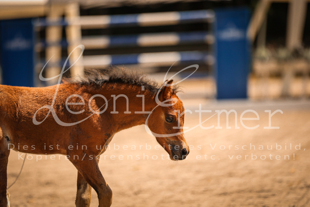 04.DoWP00053 | Leoni Ertmer Photography - Realisiert mit Pictrs.com