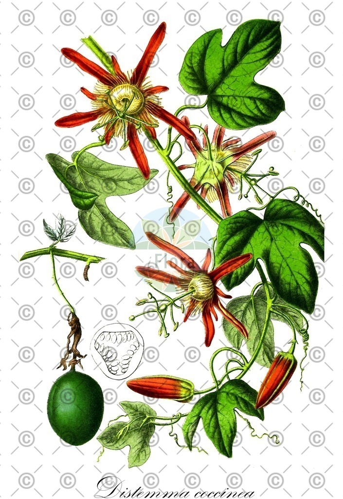 HistAbb_wfo-0000652332_1_ENZY_Simple | Historische Abbildung von Distemma coccinea - Passifloraceae | Historical Illustration of Distemma coccinea - Passifloraceae