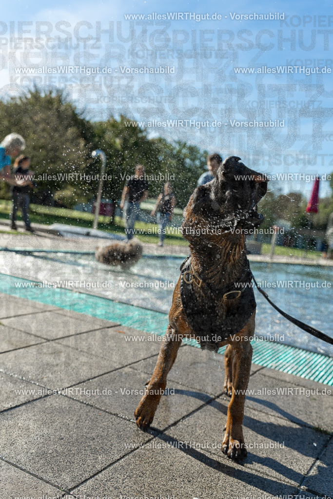 Hundeschwimmen_Volksbad_2026-allesWIRTHgut_Tierfotografie-2609061030-094051-7R508924 | Professionelle Tierfotografie in Mönchengladbach von Daniel Wirth (allesWIRTHgut). Liebevolle & natürliche Bilder von Hunden & Katzen für unvergessliche Erinnerungen.
