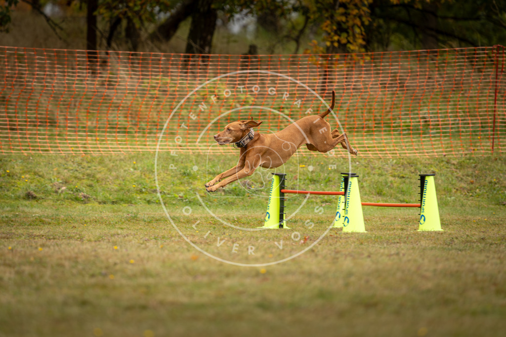Pfotenfotografie_DV3A2675 | Hundefotografie, Tierfotograf, Pfotenfotografie, Fotoshooting Hund, Hunde Portrait, Hundesport, Hundeportraits, Heideshooting, Hunde, Sportfotograf, Hundefotograf, Turnierhundsport, THS,  - Realisiert mit Pictrs.com