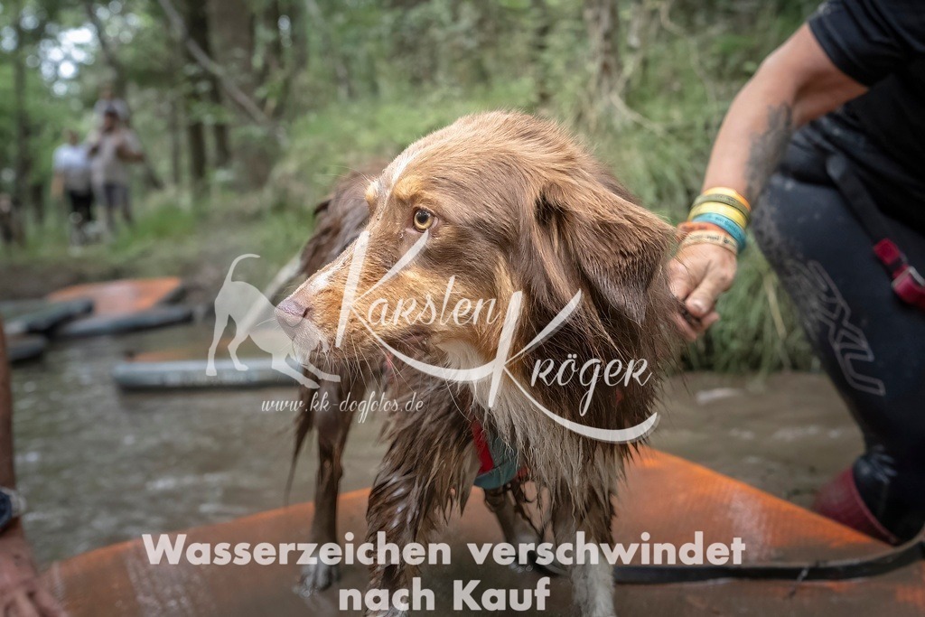 1212_ZZ97861T | kk-dogfotos