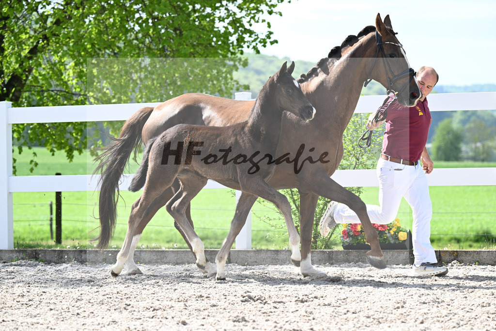 Kat-Nr. 39 HF Sebastino PS x Fuerstano_Heilemann_23260253 | hf-fotografie - Realisiert mit Pictrs.com