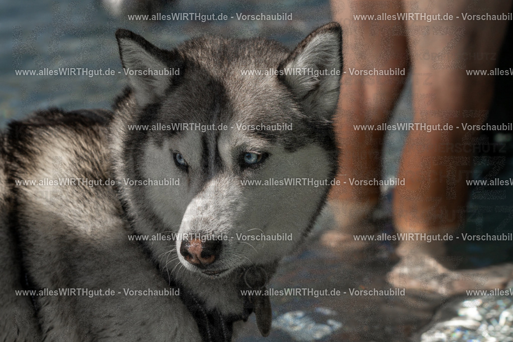 Hundeschwimmen_Volksbad_2026-allesWIRTHgut_Tierfotografie-2609061400-FAY06865 | Professionelle Tierfotografie in Mönchengladbach von Daniel Wirth (allesWIRTHgut). Liebevolle & natürliche Bilder von Hunden & Katzen für unvergessliche Erinnerungen.